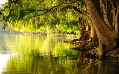 Tree by water